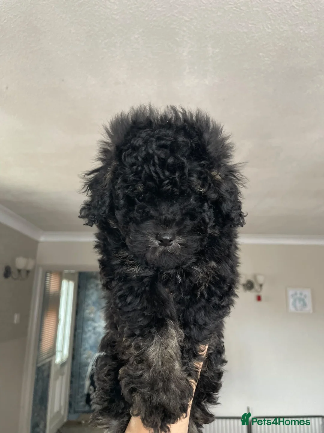 Cavapoo dogs for sale: 1 tiny boy still searching for his home - Advert 2