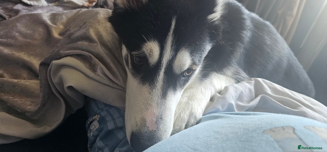 Utonagan dogs for sale: Meet Aro - Image 1