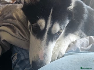 Utonagan dogs - Advert 15