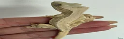 Gecko reptiles for sale: Lily white crested gecko  - Advert 3
