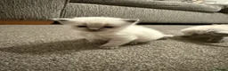 Ragdoll cats for sale: 🐾Last 2 Male Ragdolls 🐾 - Advert 13