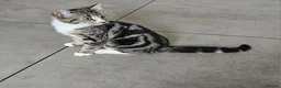 Mixed Breed cats for sale: Kittens ready now in Crawley - Advert 3
