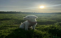 Labradoodle dogs for sale: HEALTH TESTED F1b Miniature labradoodle for SALE - Image 25