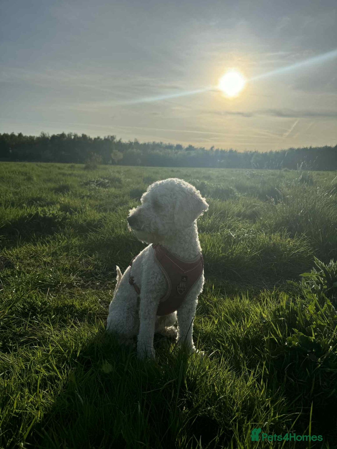 Labradoodle dogs for sale: HEALTH TESTED F1b Miniature labradoodle for SALE - Image 25