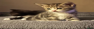 Domestic Shorthair 2