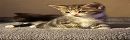 Domestic Shorthair cats for sale: Kittens for sale  in Harrogate - Advert 9