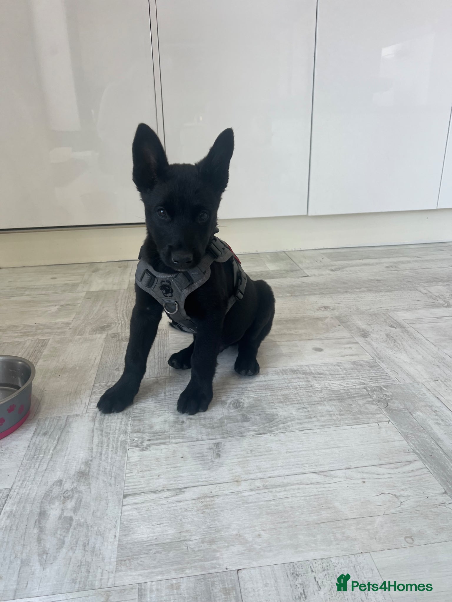 Belgian Shepherd Dog dogs for sale: Malinois - Advert 1