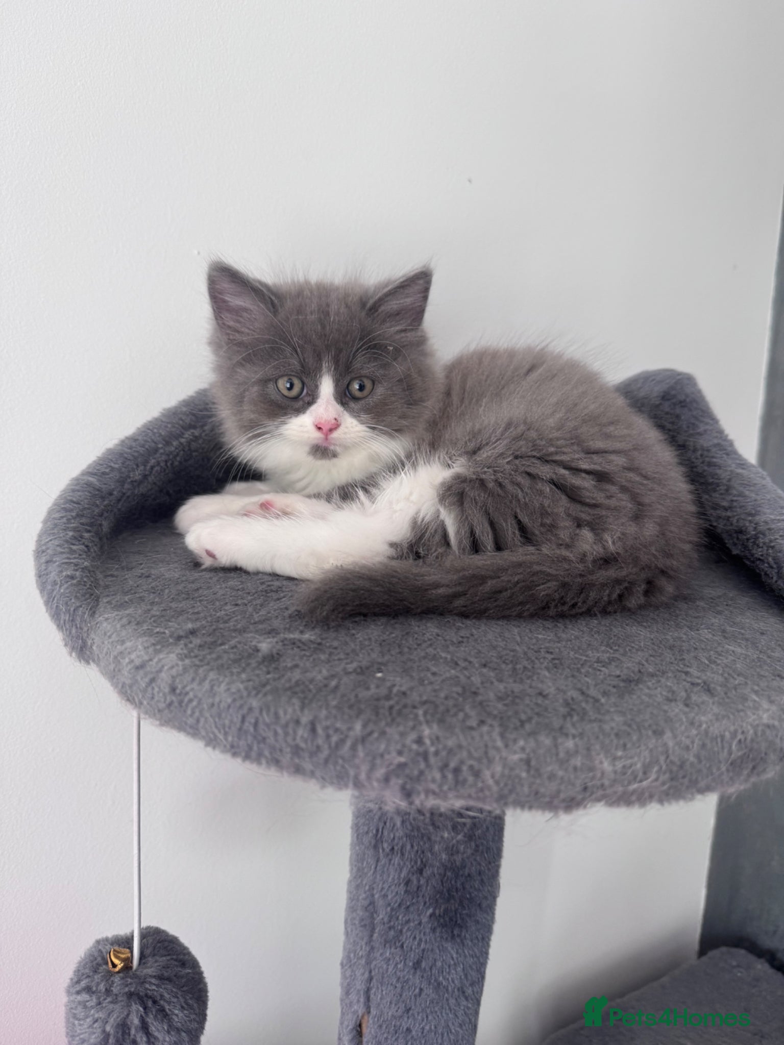 British Longhair cats Beautiful chunky British longhair ready now - Advert 1