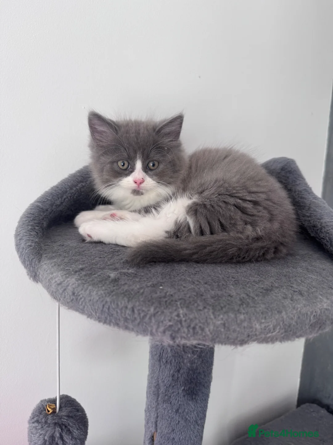 British Longhair cats for sale: Beautiful chunky British longhair ready now - Advert 1
