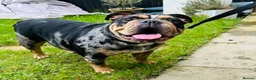 Olde English Bulldogge dogs for sale: 2 female olde English bulldogs in London - Advert 9