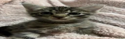 Domestic Shorthair cats for sale: Tabby cat kittens  - Advert 14