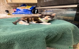 Turkish Angora cats for sale: Turkish Angora x kittens - Image 6