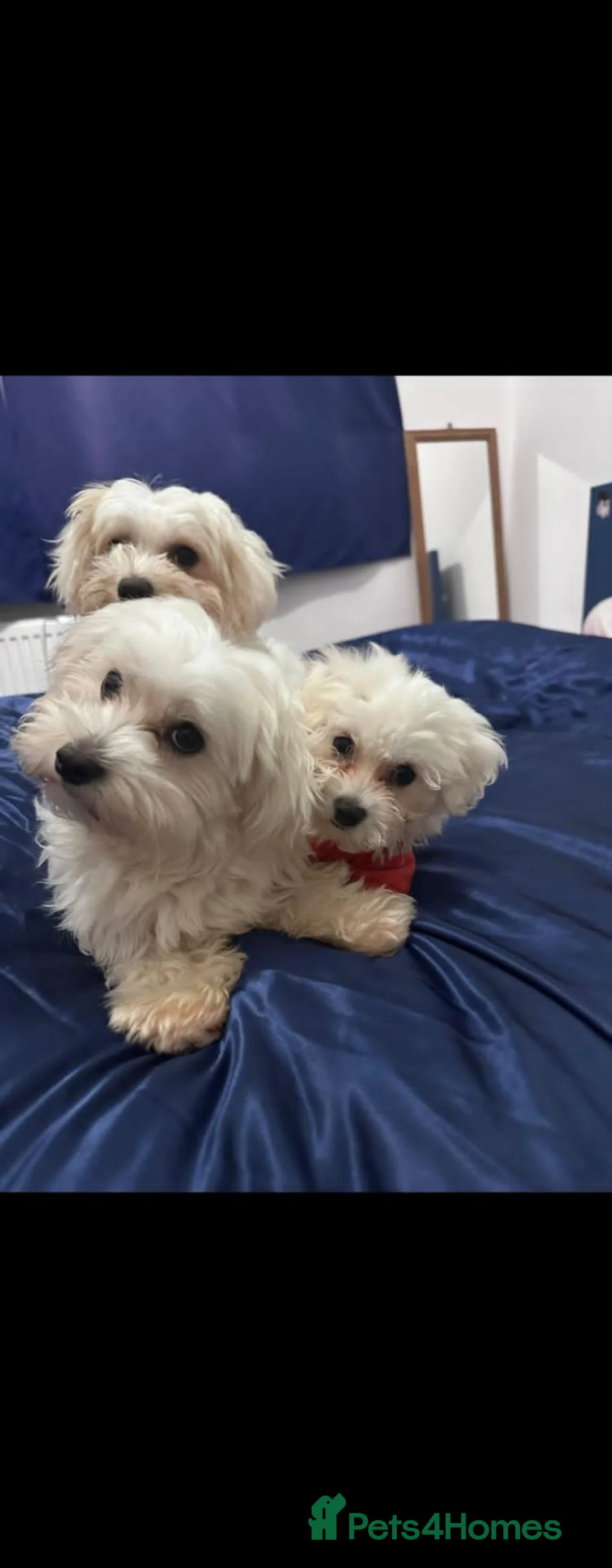 Maltese dogs for sale: Sell Bichon Maltese  in Tonypandy - Advert 1