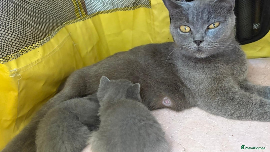 British Shorthair cats for sale: British Shorthair kittens  - Image 18