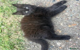 Mixed Breed cats for sale: Mixed breed  - Image 5