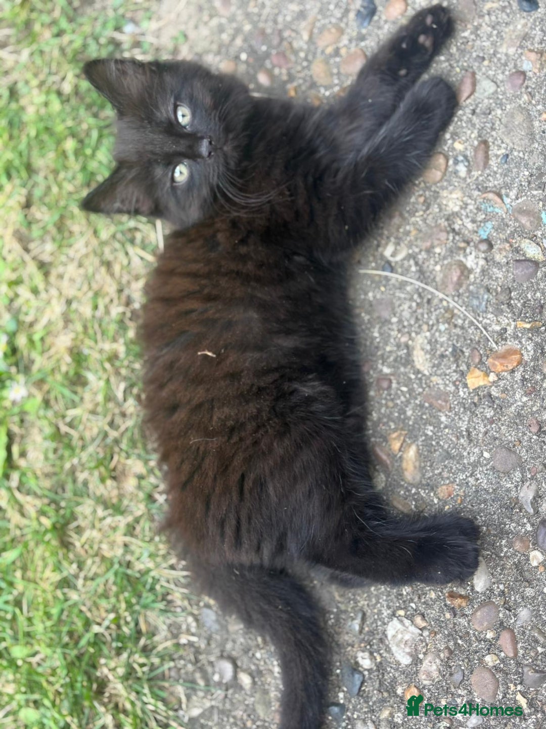 Mixed Breed cats for sale: Mixed breed  - Image 5