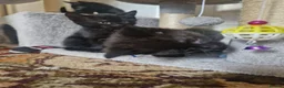 Mixed Breed cats for sale: Four kittens for sale. in Blackpool - Advert 9