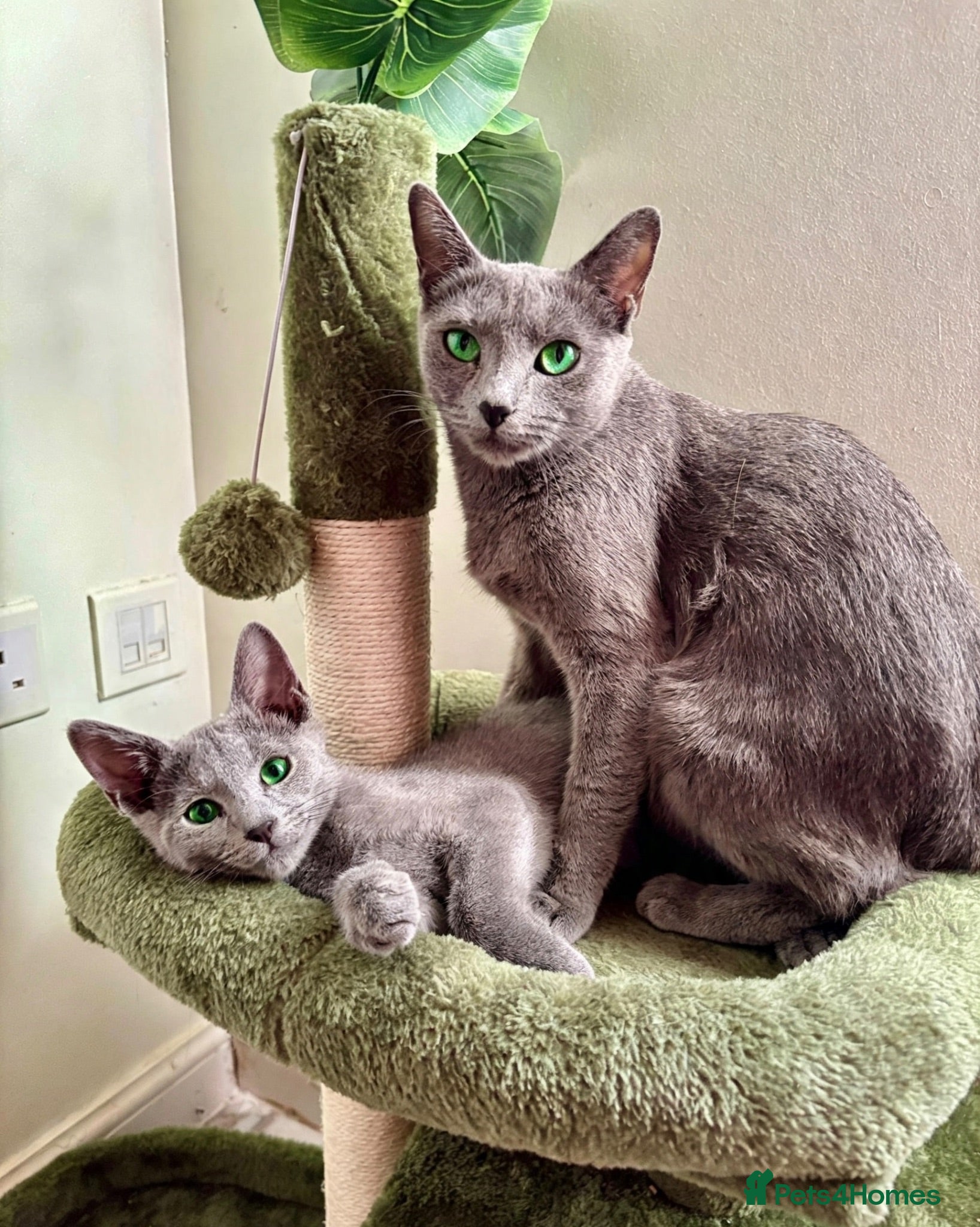 Russian Blue cats PURE PEDIGREE RUSSIAN BLUE KITTEN LAST BOY - Advert 1