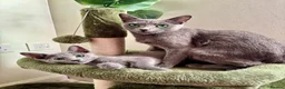 Russian Blue cats for sale: PURE PEDIGREE RUSSIAN BLUE KITTEN LAST BOY - Advert 1
