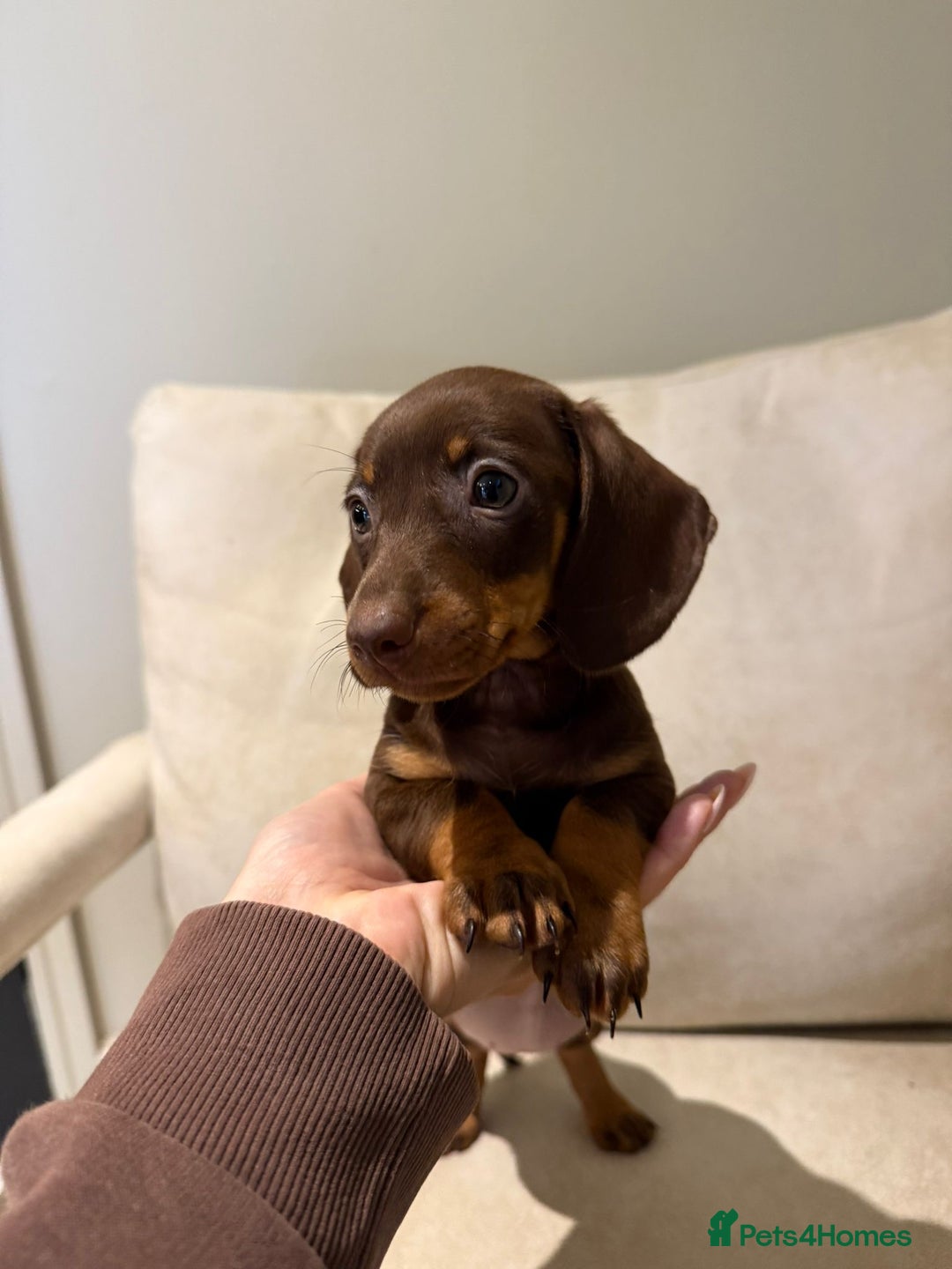 Miniature Dachshund dogs for sale: Beautiful choc and tan dachshund  - Image 4