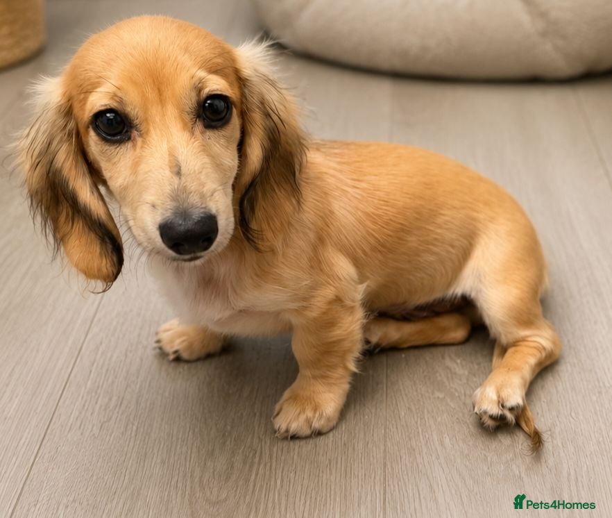 Miniature Dachshund dogs Beautiful longhaired cream mini dachshund - Advert 2