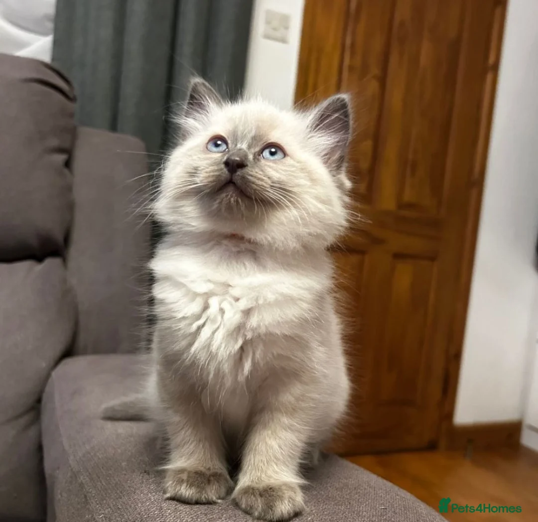 Ragdoll cats for sale: Kittens - Advert 2