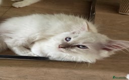 Ragdoll cats for sale: X5 Ragdoll kittens - Image 5