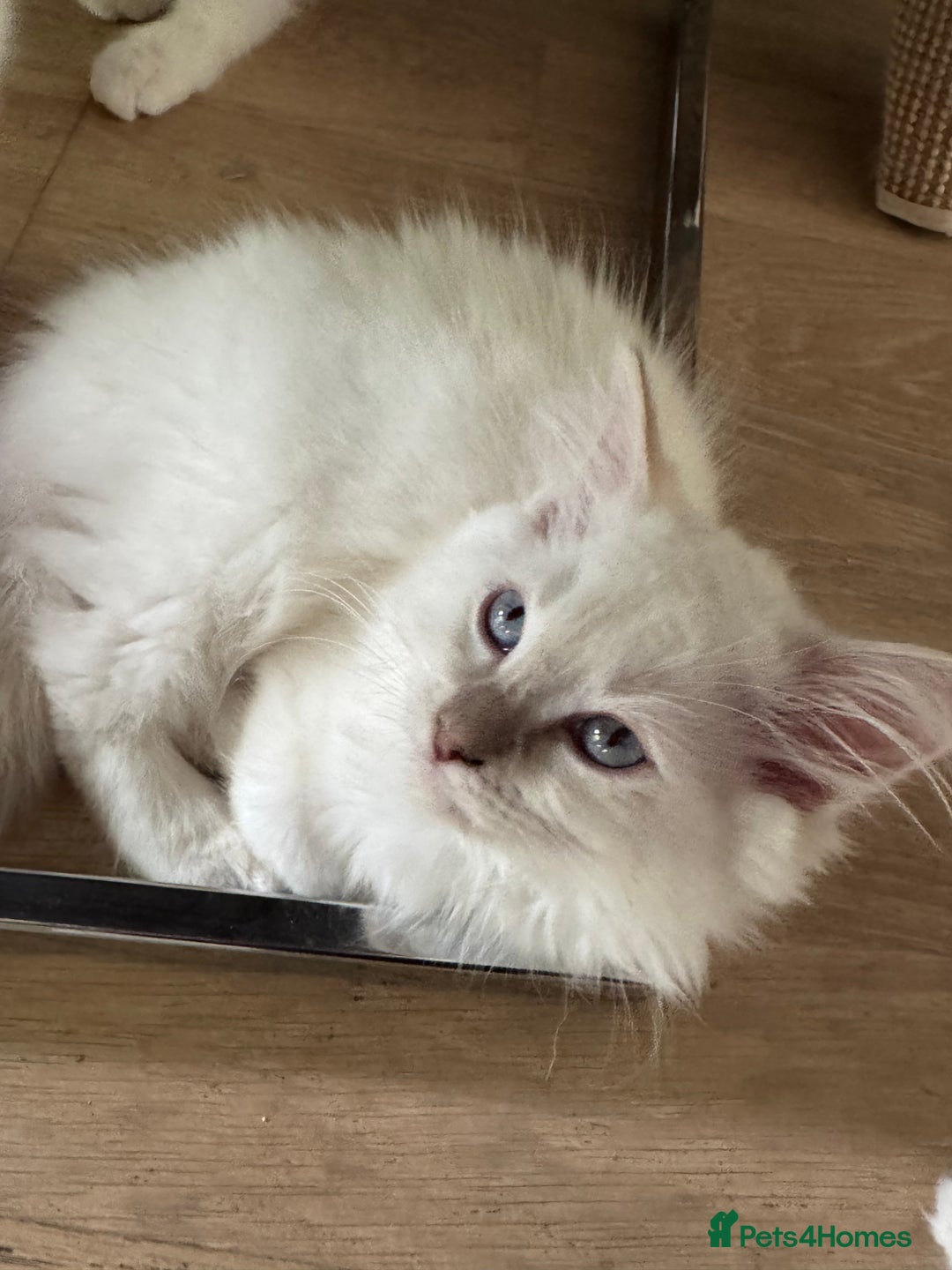 Ragdoll cats for sale: X5 Ragdoll kittens - Image 5