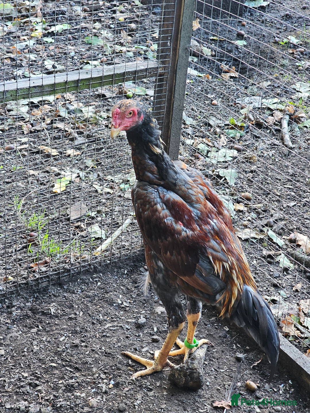 Chickens poultry for sale: Shamo Brazilian stag 5 months and Turkish hints - Image 7