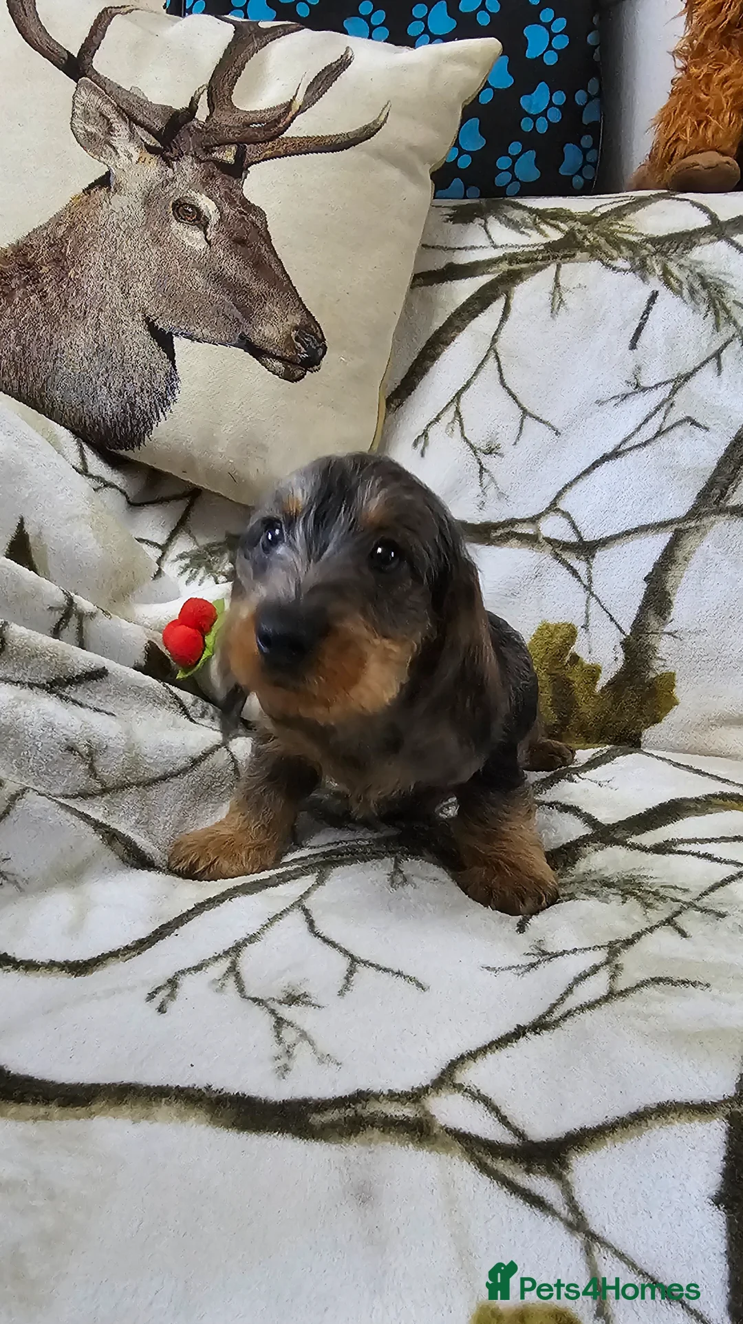 Dachshund dogs for sale: STANDARD WIREHAIRED DACHSHUNDS  - Advert 1