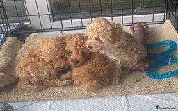 Toy Poodle dogs for sale: Male toy poodles - Image 2