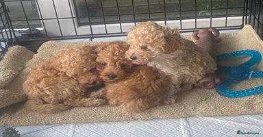 Toy Poodle dogs - Advert 13