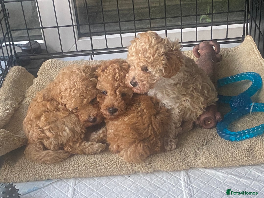 Toy Poodle dogs for sale: Male toy poodles - Image 2