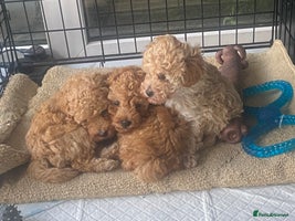 Toy Poodle dogs - Advert 4