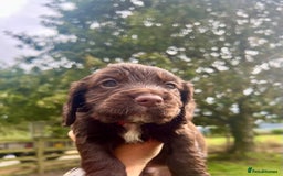 Cocker Spaniel dogs for sale: KC Registered Working Cocker Spaniel Puppies - Image 16