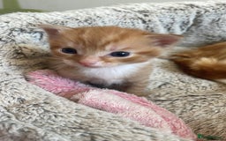 Mixed Breed cats for sale: British mixed breed - Image 8