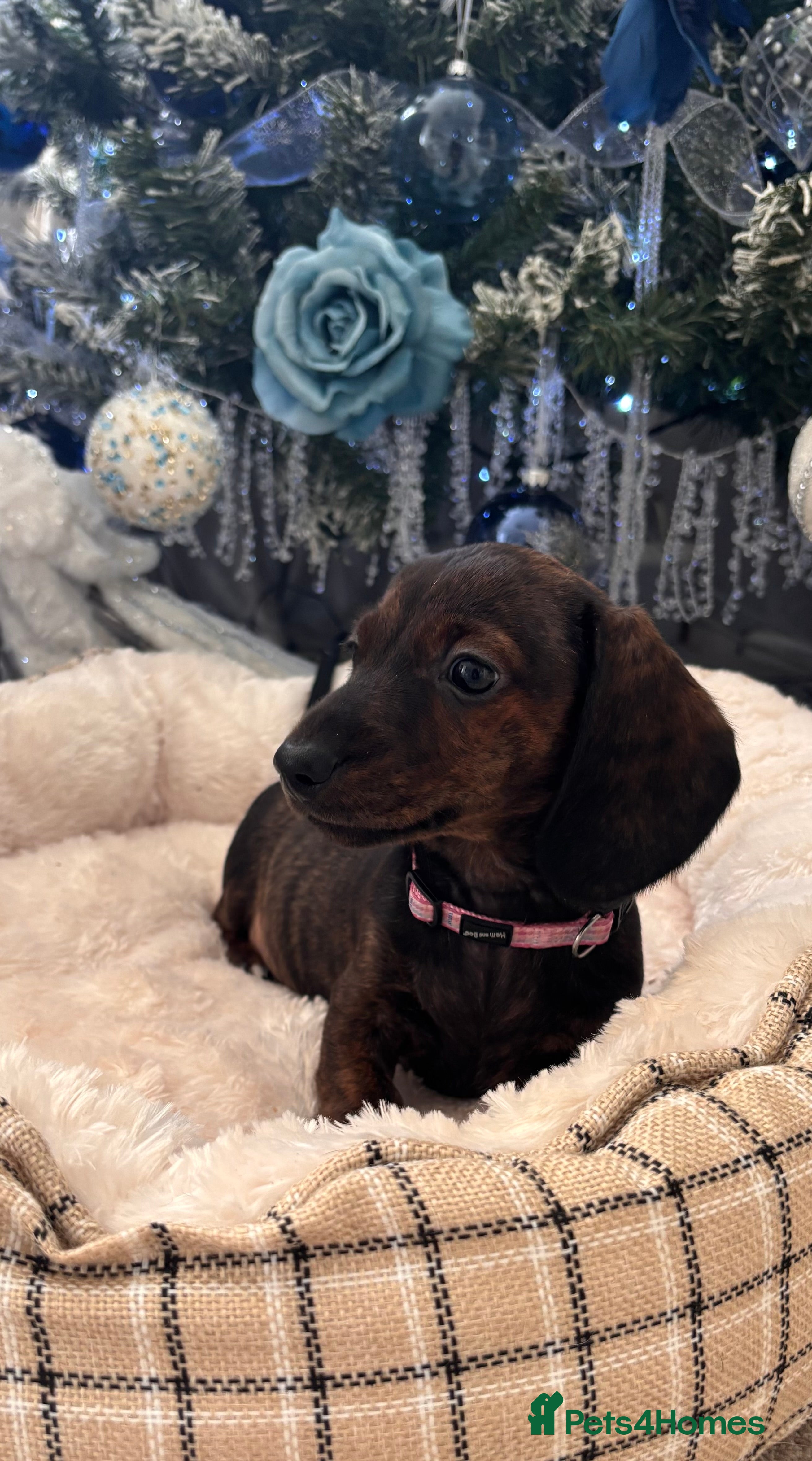 Miniature Dachshund dogs Miniature smooth dachshund puppy - Advert 1