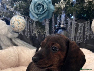 Miniature Dachshund dogs Miniature smooth dachshund puppy - Advert 2