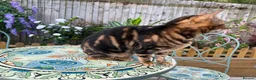 Bengal cats for sale: Star is looking for her forever home! - Advert 4