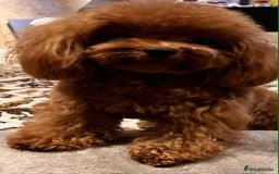 Maltipoo dogs for sale: Tiny F1 Asian Maltipoo puppies. Reserve now! - Image 23