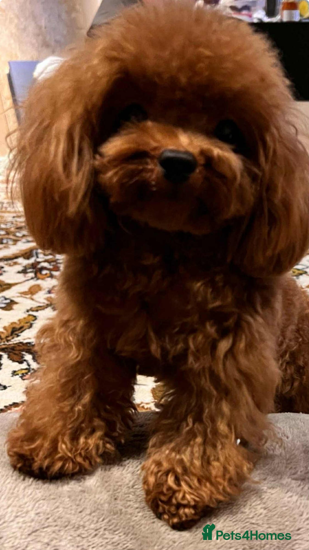 Maltipoo dogs for sale: Tiny F1 Asian Maltipoo puppies. Reserve now! - Image 23