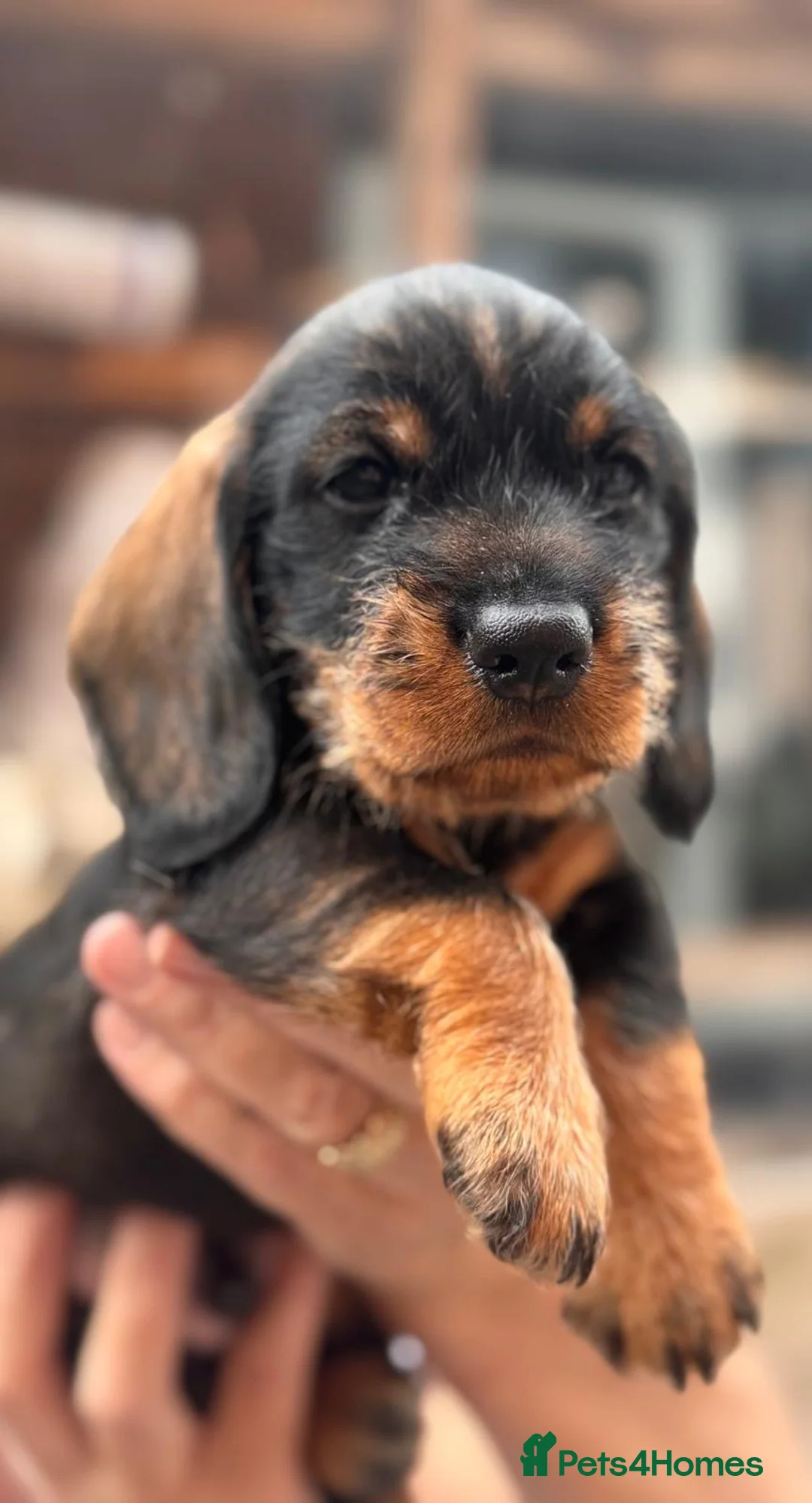 Dachshund dogs for sale: READY To LEAVE dachshund  k c wire haired puppy’s  - Advert 16
