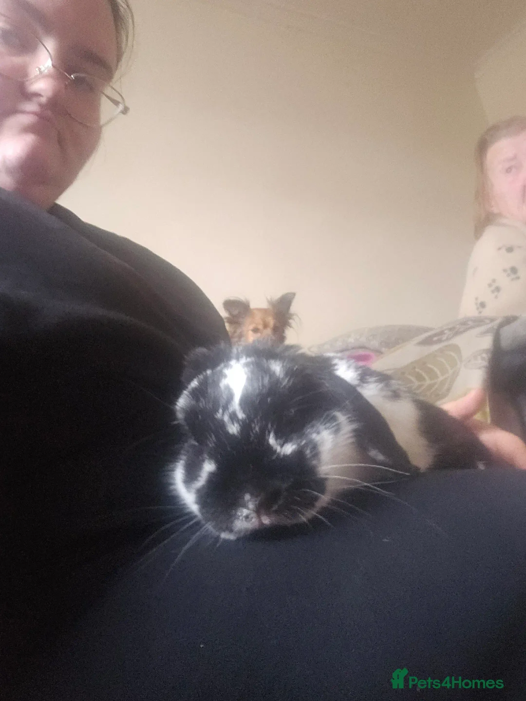 Mini Lop rabbits for sale: Mini lop rabbits in Leamington Spa - Advert 2