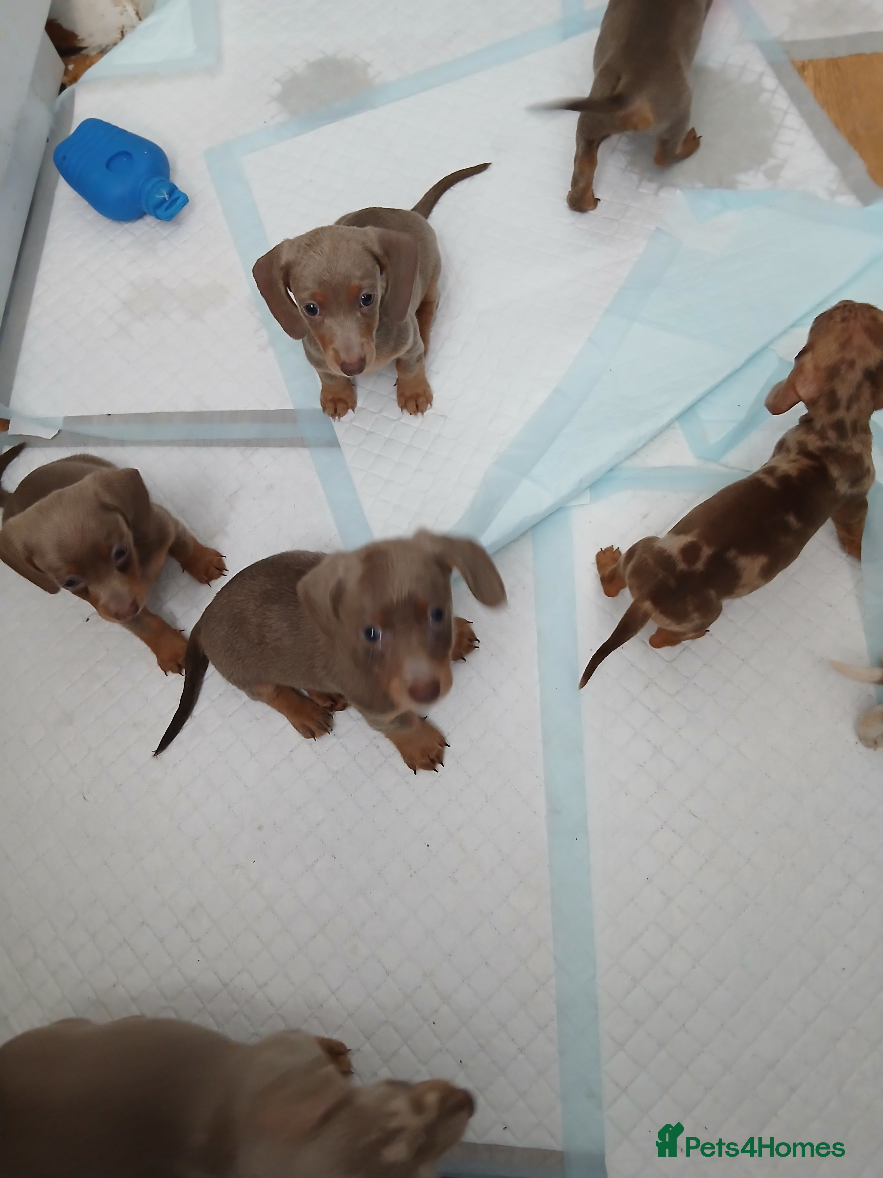Dachshund dogs 6 little dachunds for sale  - Advert 6