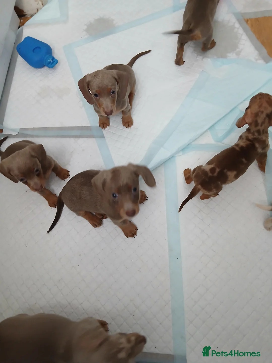 Dachshund dogs for sale: 6 little dachunds for sale  in Dartford - Advert 10