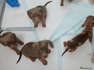 Dachshund dogs 6 little dachunds for sale - Advert 6