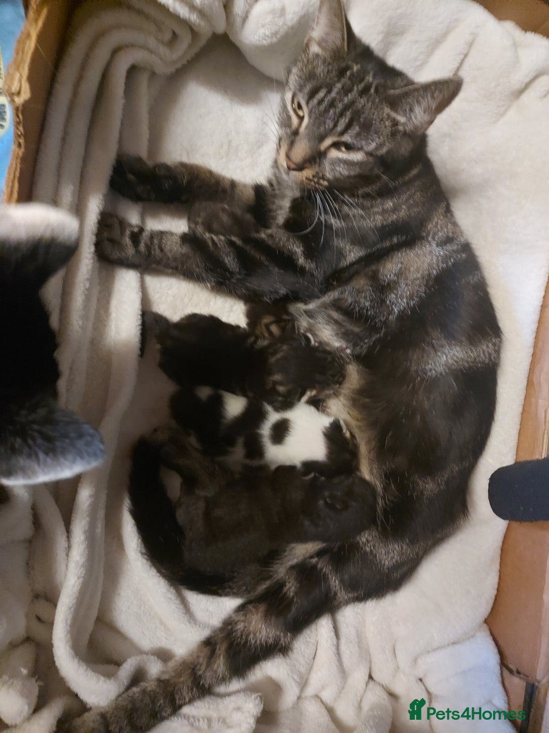 Mixed Breed cats for sale: 4 beautiful kittens - Image 2