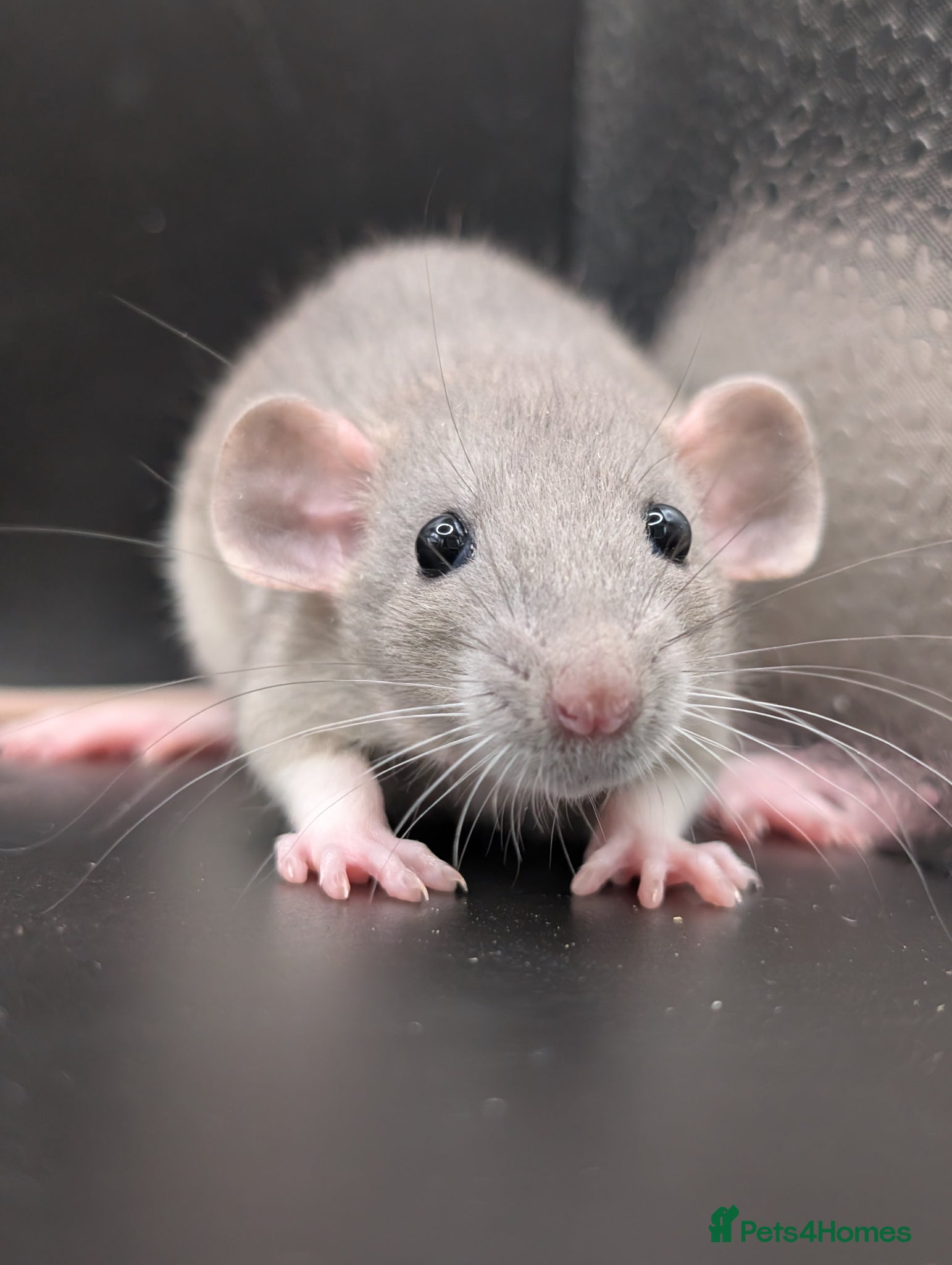 Rat rodents Baby Rats for homes - Advert 4