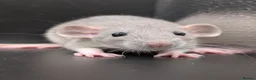Rat rodents for sale: Baby Rats for homes in Durham - Advert 1