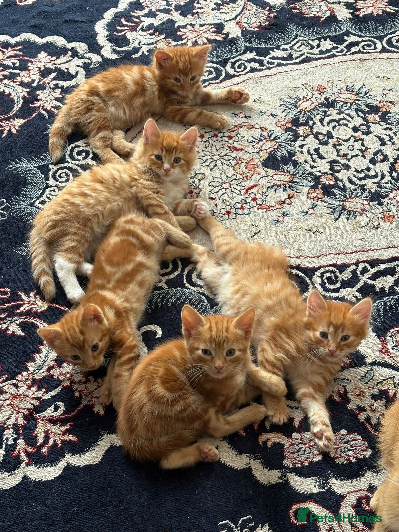 Mixed Breed cats Ginger Kittens Very Cute - Advert 2